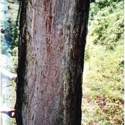 Aanbiedingen ???? Swissinno Aansteekhout Hout 1 200 115 Flame-Flash Anz?nder ⌛ -Brodit store 550x724